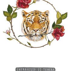 גלויות מהסידרה הלטינית