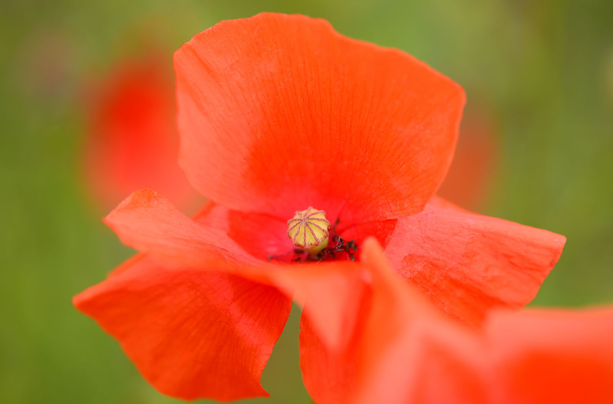 Mohn, Portrait ©Johannes Ratermnn