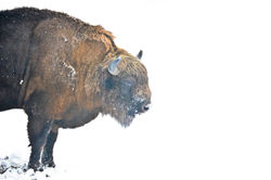 Wisent, DE ©Johannes Ratermann