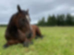 Horse in Field