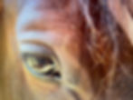 Close Up of Gracie's Eye