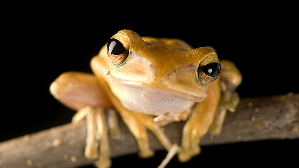 Do Amphibians have Talent? - Hanya Awan