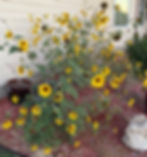 Kansas Sunflowers @ Whispering Meadows Retreat