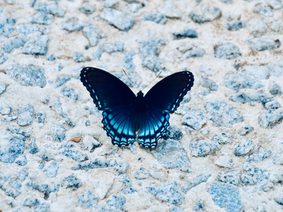 Soul Freedom: Transforming Struggle into Self-Love and Understanding