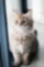 Pif en gatos
