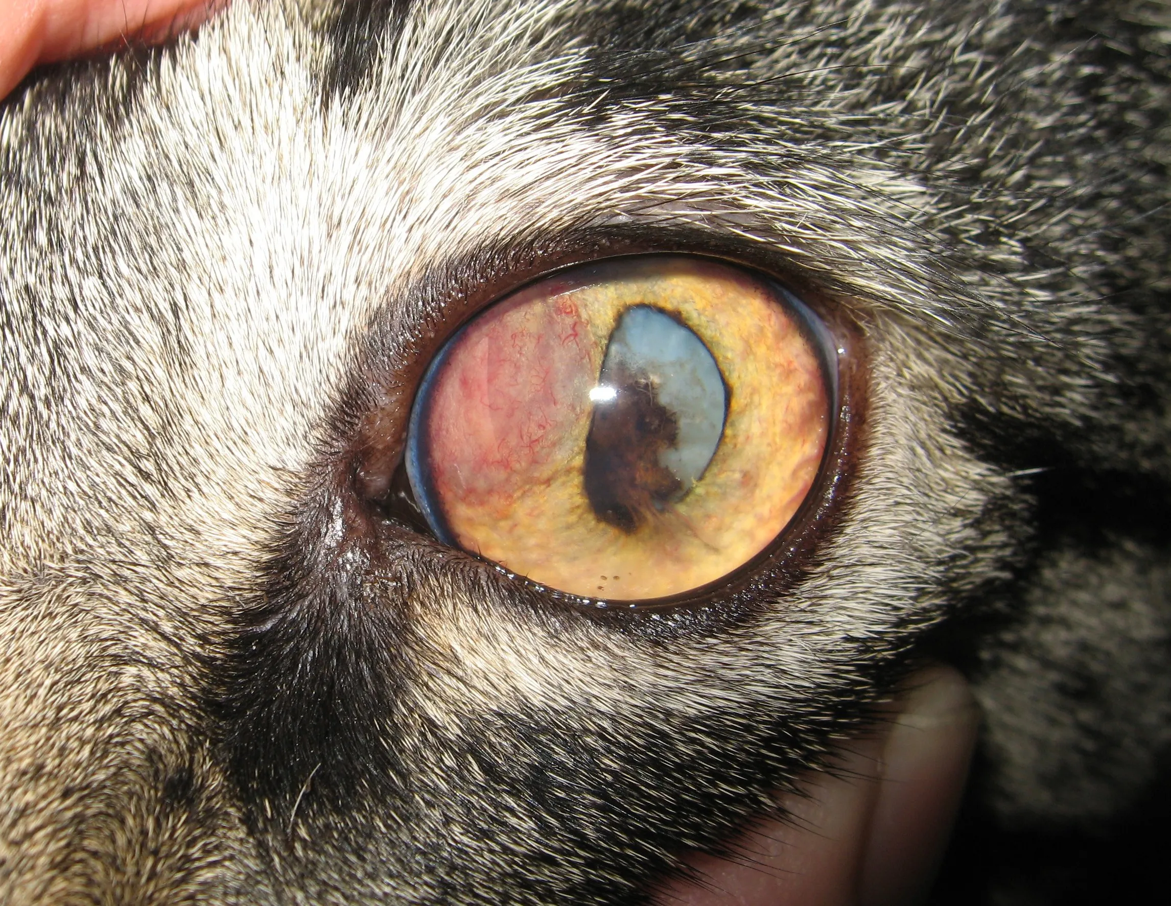 Gato com PIF ocular