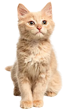 CURA PIF Treatment.png.webp