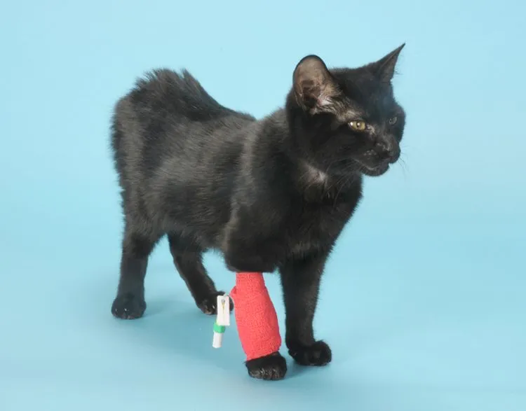 cat fip