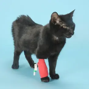 Cat FIP: Understanding the Disease and Promising Treatment with GS-441524