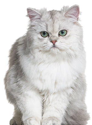 Curapif.png.webp