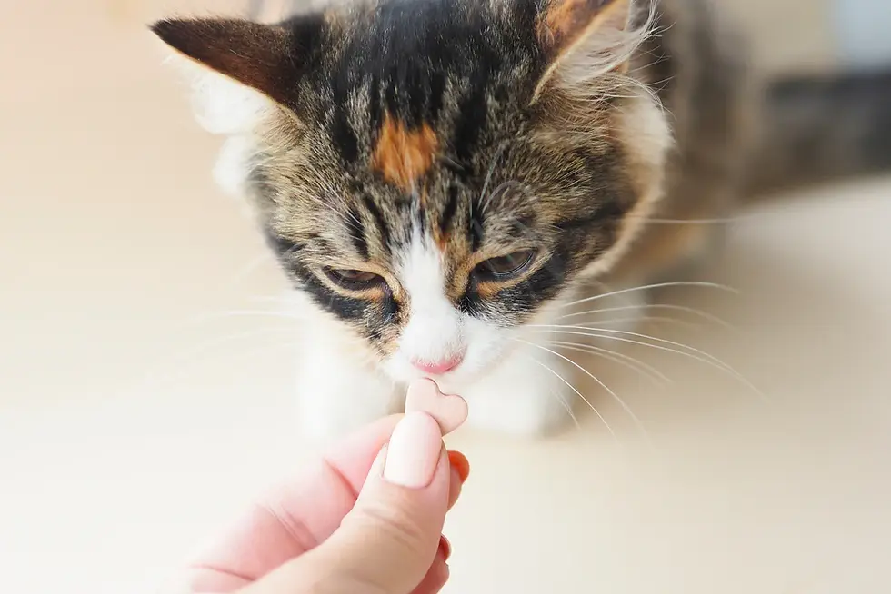 Best Vitamins For Cats With FIP