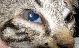 Ocular FIP Symptoms: Recognizing and Understanding FIP in Cats' Eyes