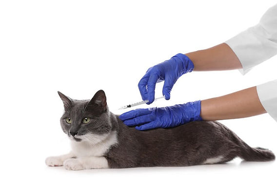 b12 injection cats Vitamin B12 Injection for Cats with FIP: An Effective Treatment Option