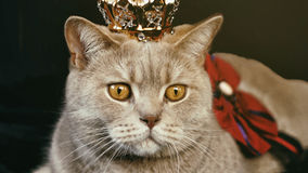 Where to Buy GS-441524 in the USA