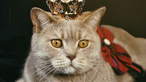 Where to Buy GS-441524 in the USA