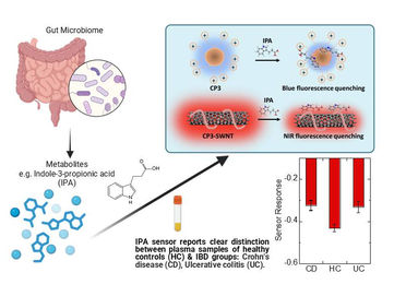 New Fluorescent Nanosensor Enables Rapid, First-of-its-kind Detection of Key Gut Health Biomarker