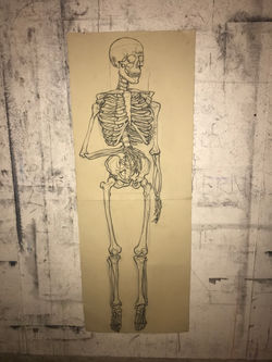 Figure Drawing Skeletal Anatomy Project