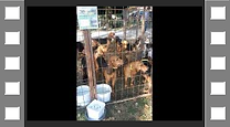 foire.png