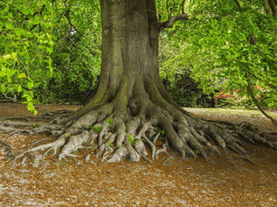 Why Talking to Trees Makes You Happier