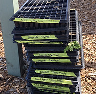 A stack of seedling trays