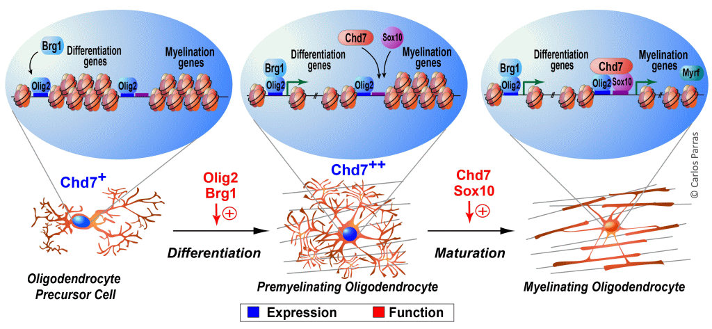 Chd7_chromatin_model_He_paper_2016_F.gif