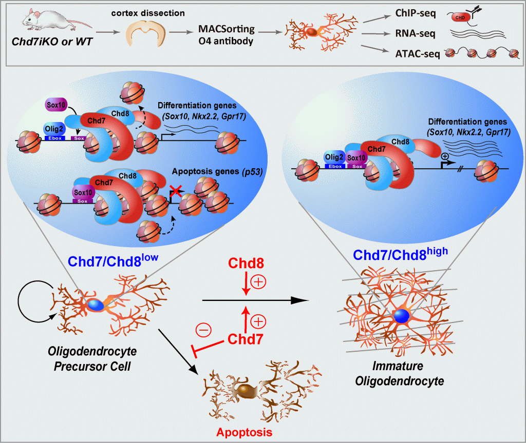 CHD_in_OPCs2.gif