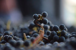 Degustation vin Boulogne Billancourt 2.jpg