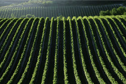 Degustation vin Boulogne Billancourt 1.jpg