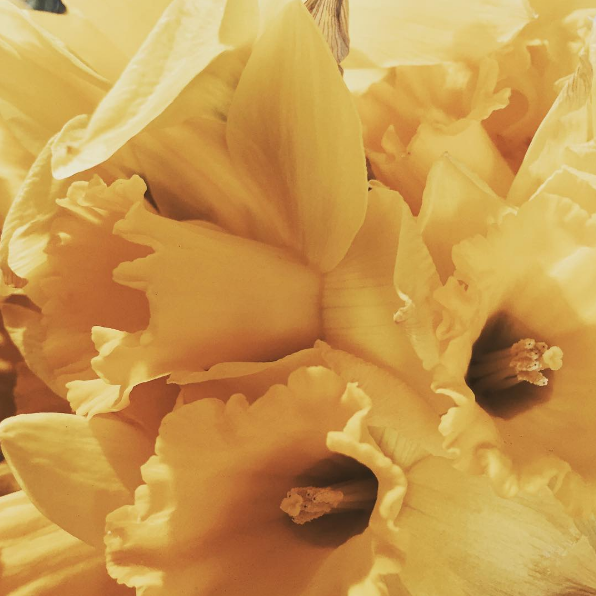 Daffodil