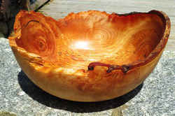 White Birch Burl