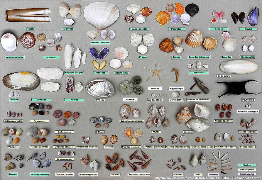 Les laisses de mer | svt-college