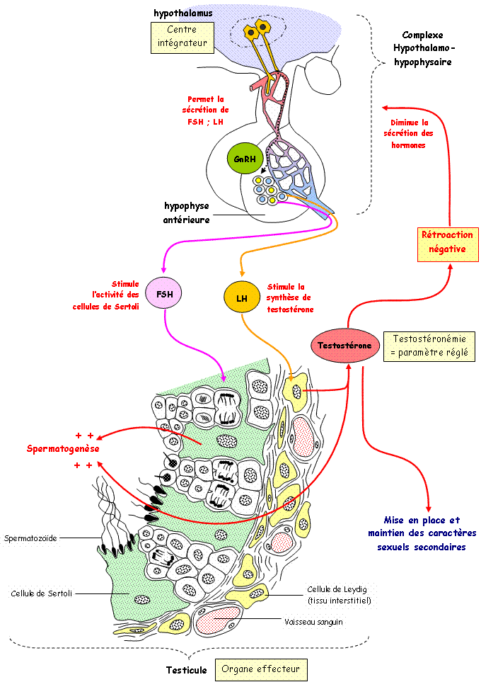 Schema_regulation_homme.gif