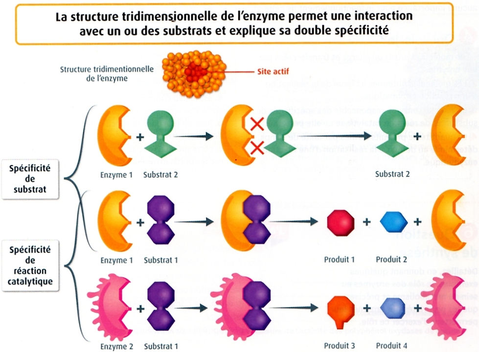 Enzymes = catalyseurs biologiques SVT_MULLER