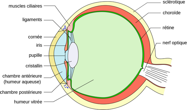 thumb-l-oeil-humain---schema-et-fonction