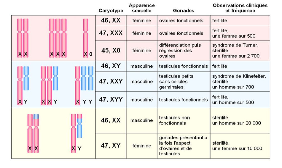chromosomesXY2.jpg