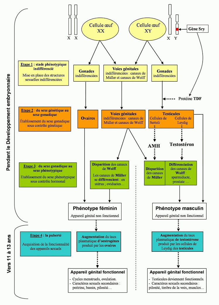 SCHEMA_DIFFERENCIATION_SEXE.gif
