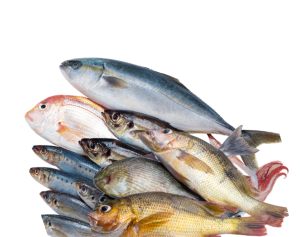 Fish.png