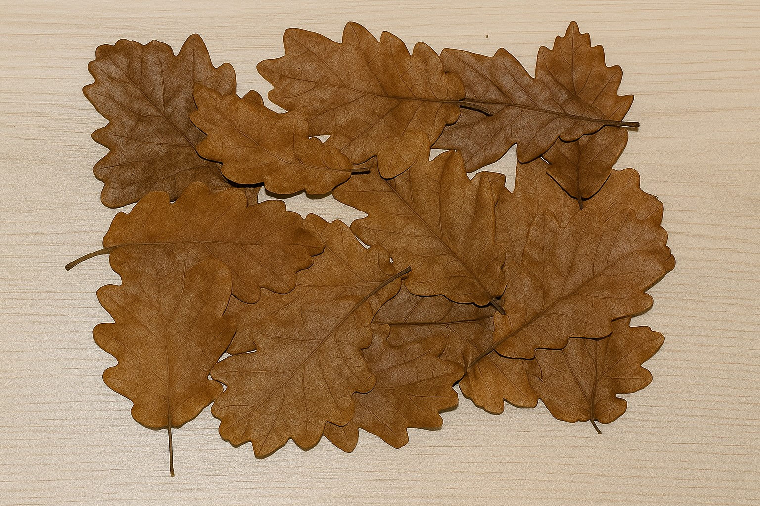 Eichenblätter