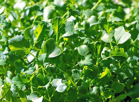 iMAGE COMING SOON (3)_edited_edited.jpg