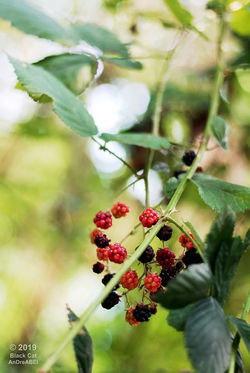 70127629_2401982496566703_41841376148418