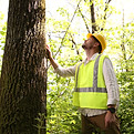 Forester in hard hat examining tree in forest.jpg