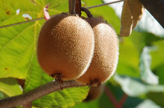 kiwi.jpg