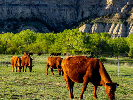 Why Fargo’s 701x acquired Digital Beef: ‘There are more things ranchers want than just GPS tracking’