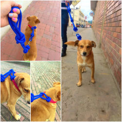 Collares para perro