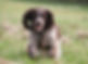 Picture of a sprocker facing forwards