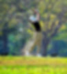 DSC0171S-50-1024x683_edited.jpg