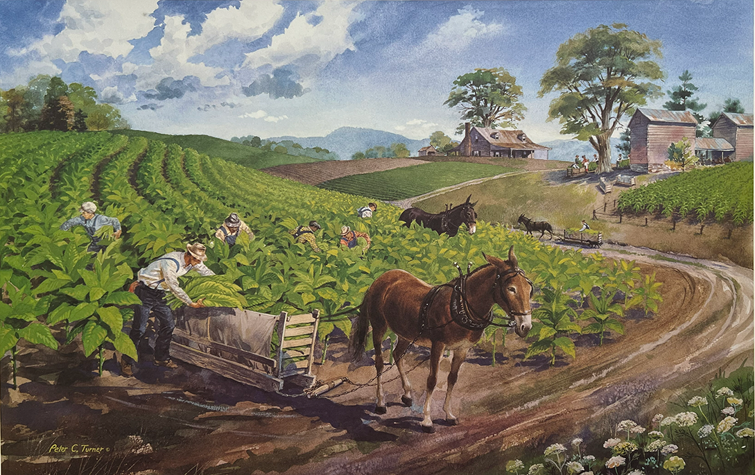 Peter C. Turner: Priming Tobacco Print | 427/1000 | Excellent Never Framed