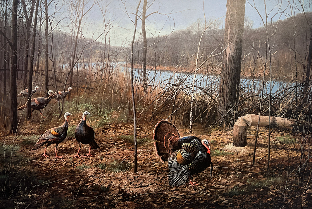 David A. Maass: River's Edge Courtship - Wild Turkeys Print | 602/2500 | Mint