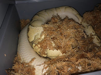 Weibchen Butter seite.jpg