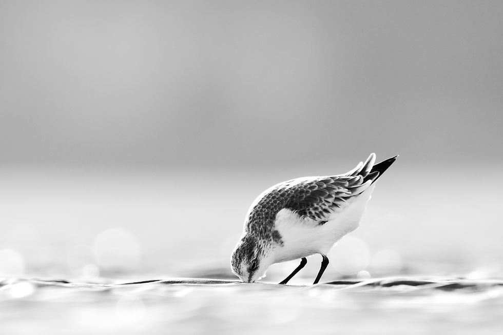 A table ! bécasseau sanderling